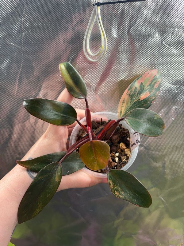 Philodendron Strawberry Shake