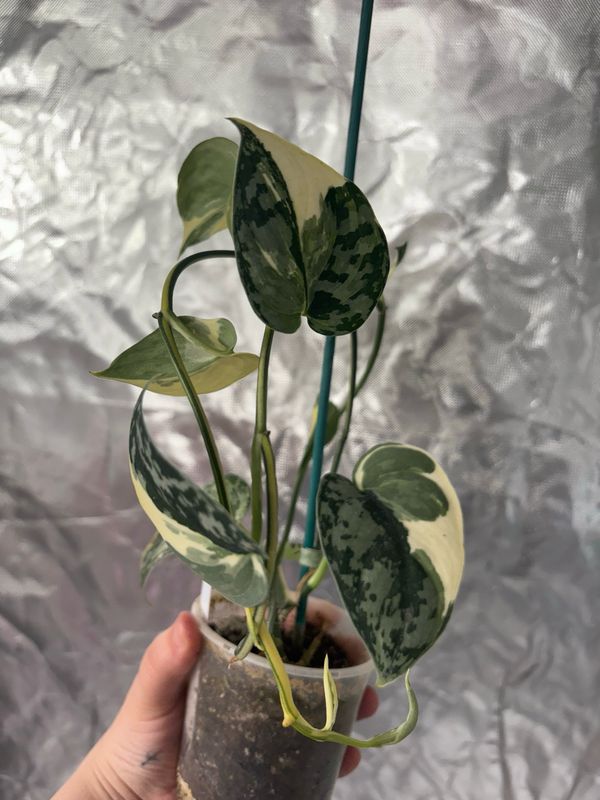 Scindapsus Mayari