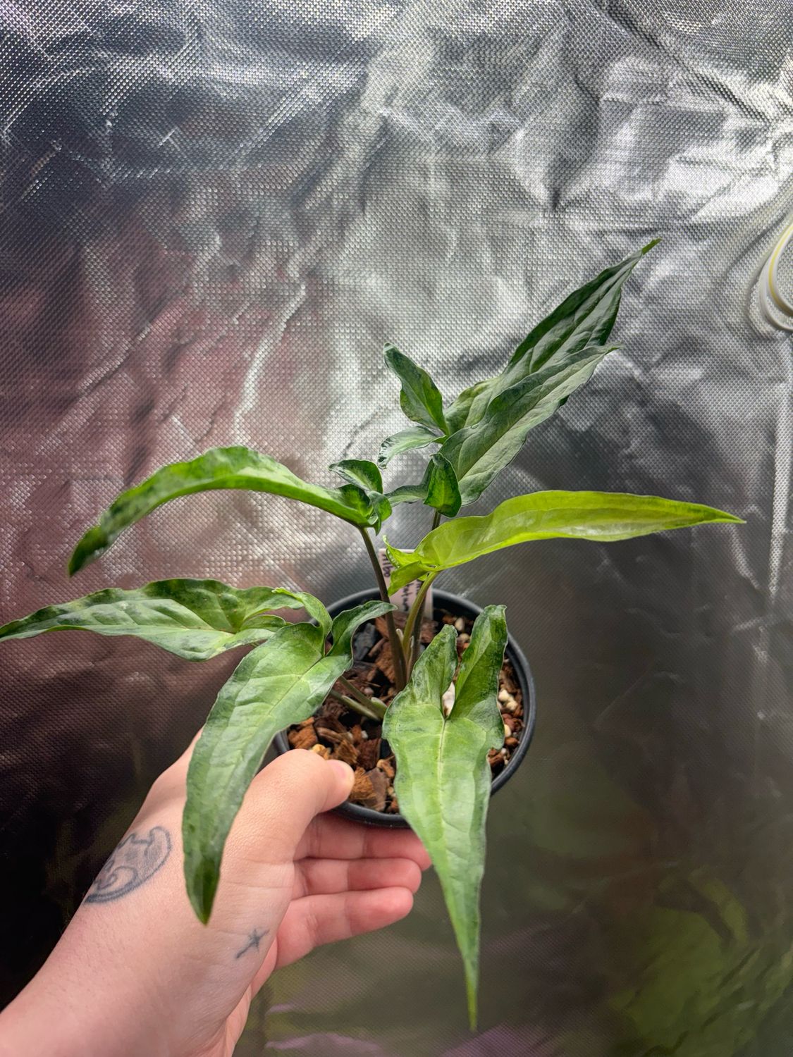 Syngonium Angustatum Albo