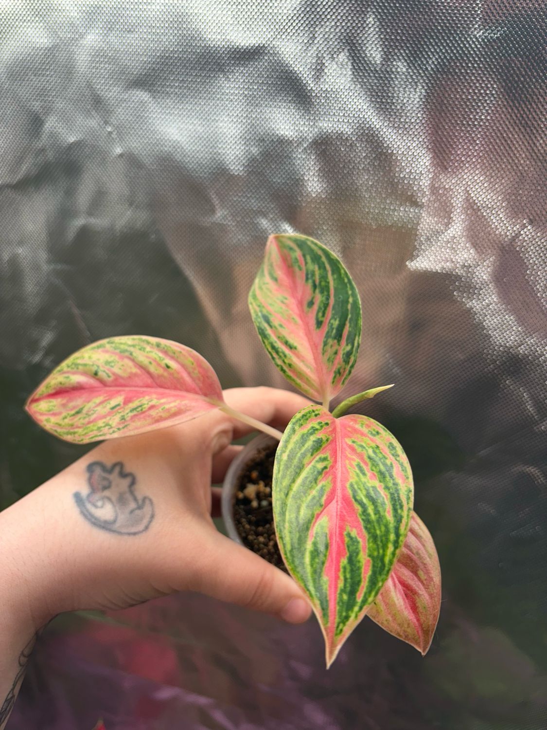 Aglaonema Prakaiphat