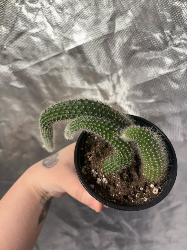 Hildewintera Colademononis ‘Monkey Tail’