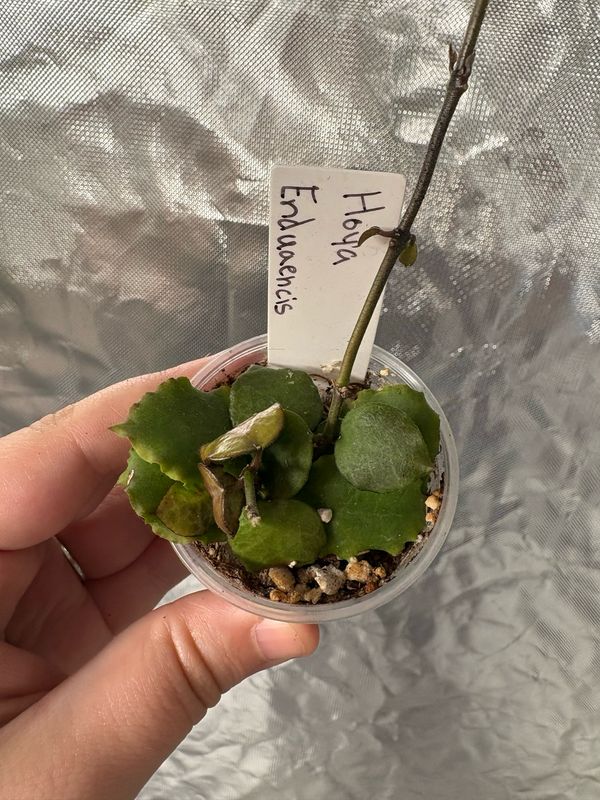 Hoya Enduaensis