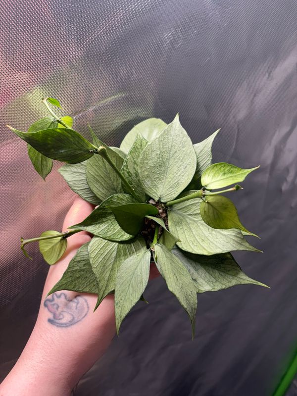 Hoya Polyneura Broget Silver