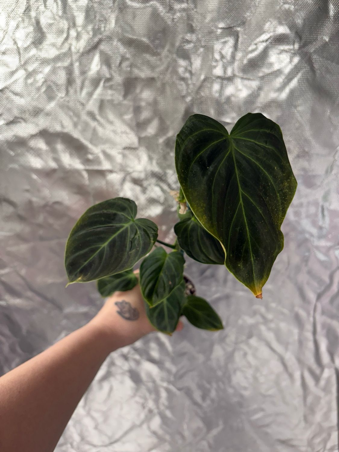 Philodendron Splendid