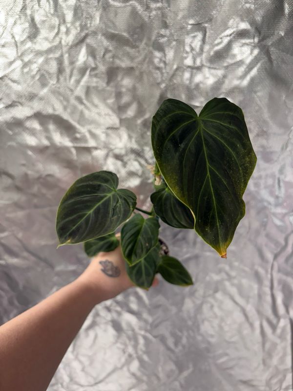 Philodendron Splendid