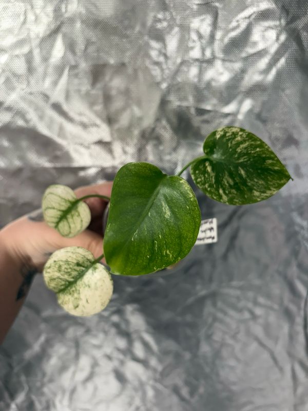 Monstera White Monster Mint