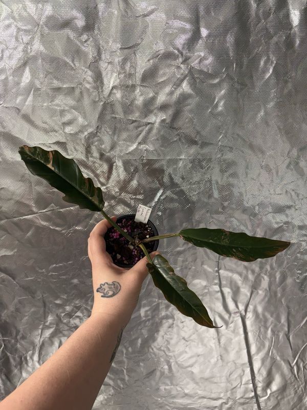 Philodendron Caramel Marble