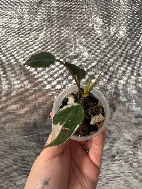 Philodendron Velvet Halo Micans