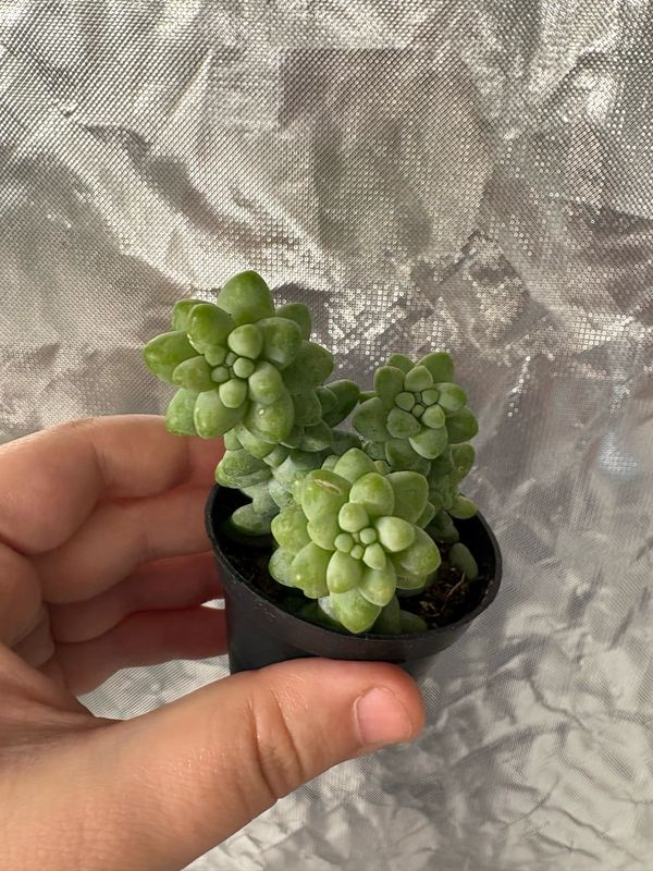 Sedum Burrito ’Burros Tail’