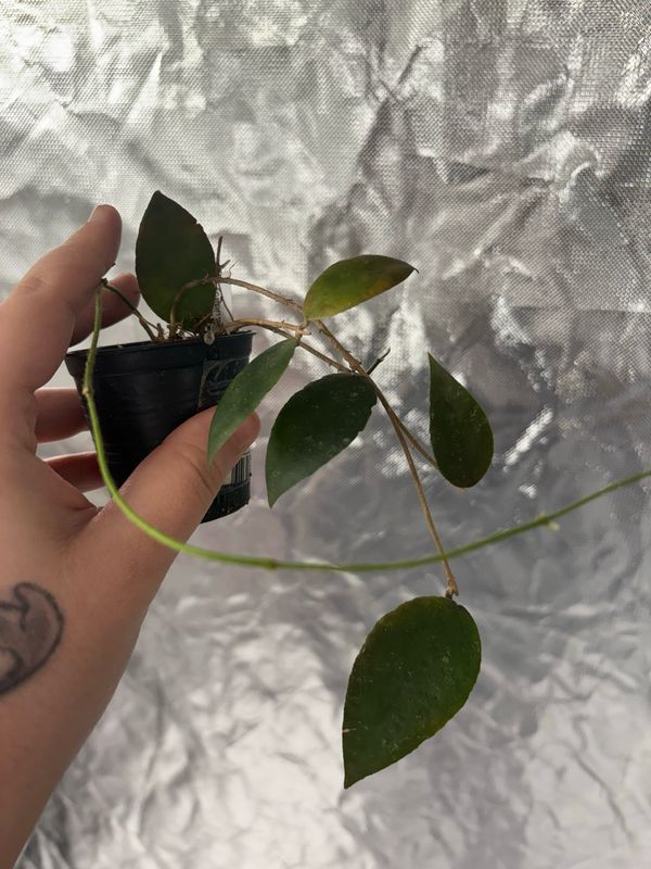 Hoya Caudata Sumatra