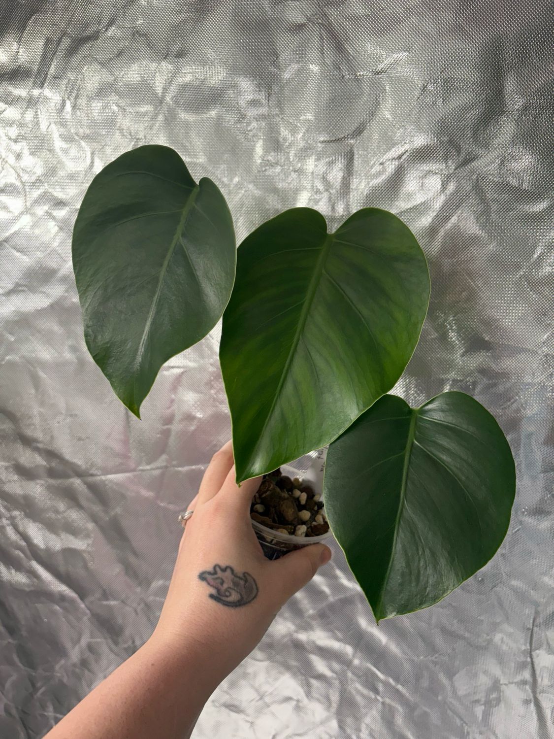 Monstera Jungle Mint (possible Revert)