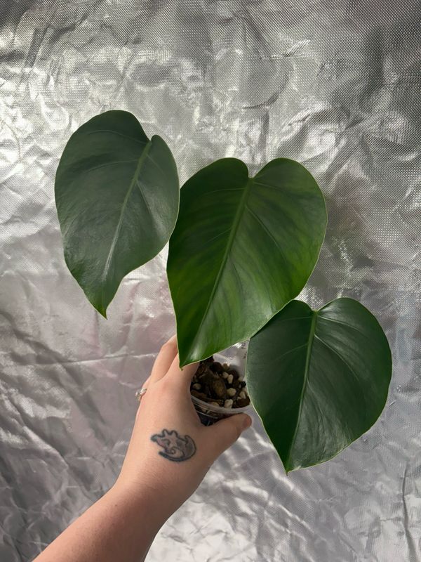 Monstera Jungle Mint (possible Revert)