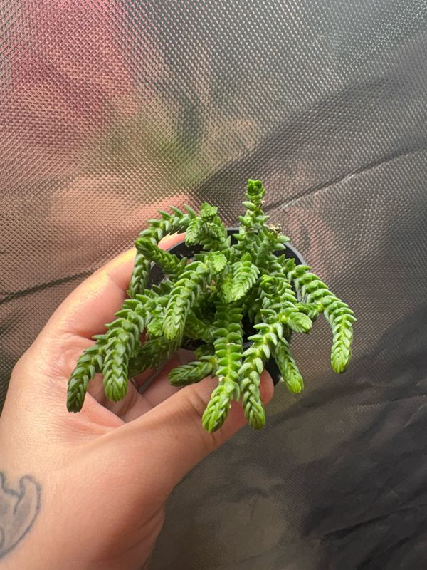 Crassula Muscosa