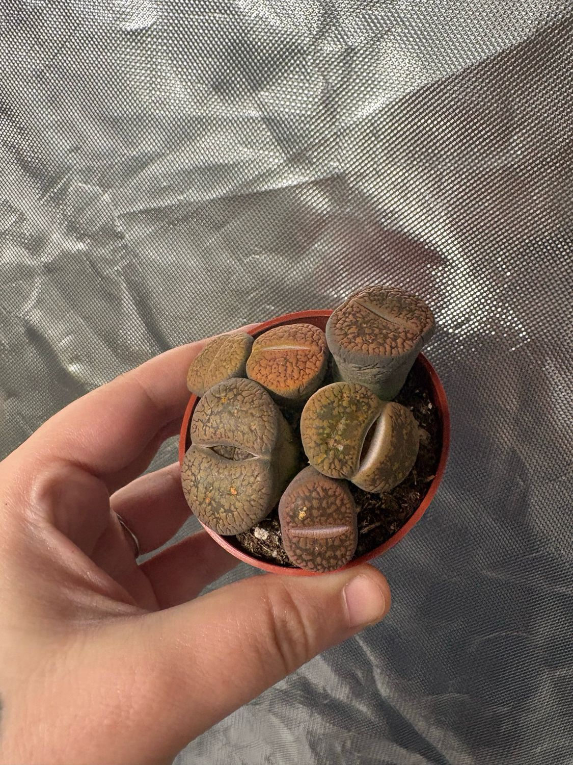 Lithops