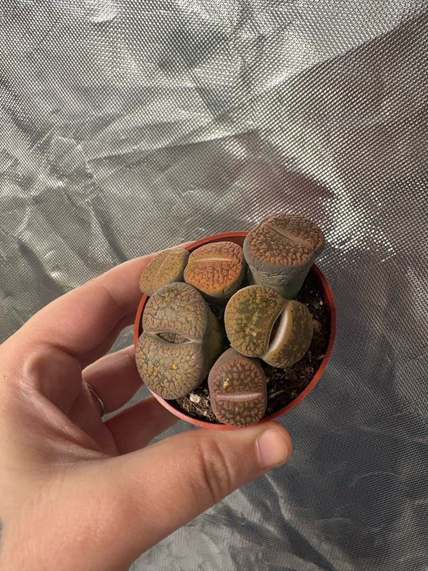 Lithops