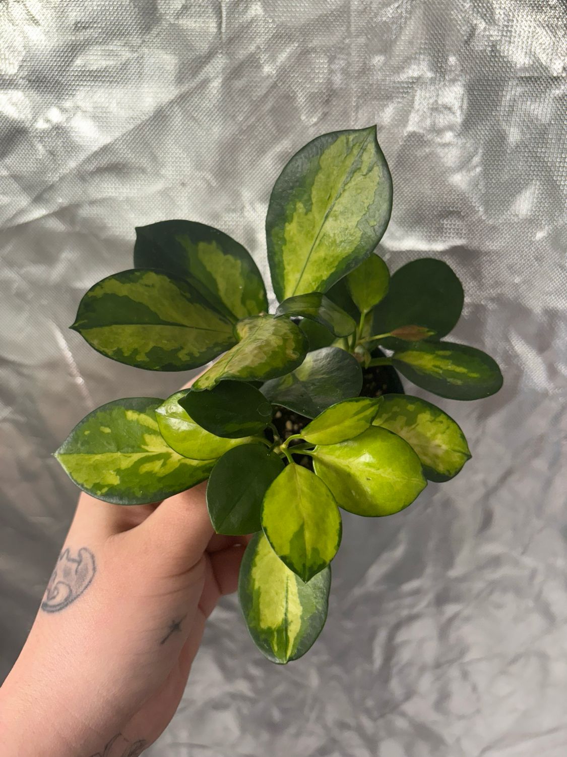 Hoya Australis Lisa Tricolor