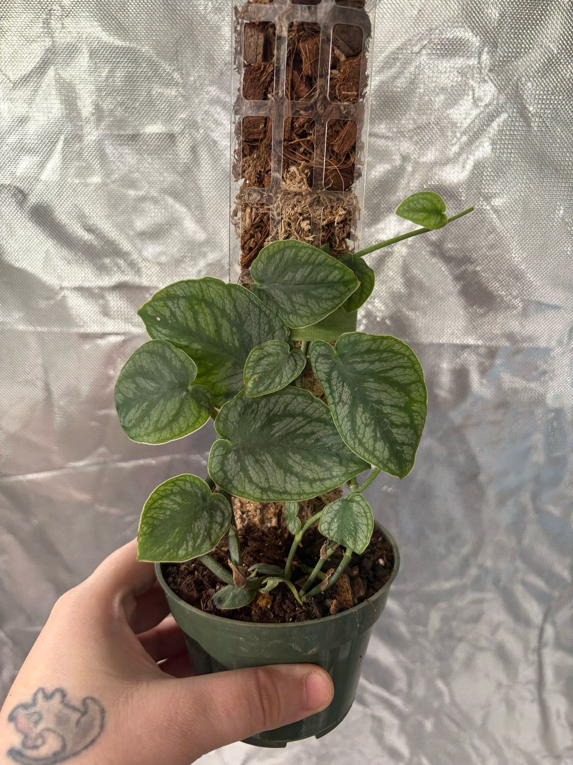 Monstera Dubia