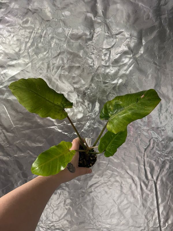 Philodendron Snowdrift