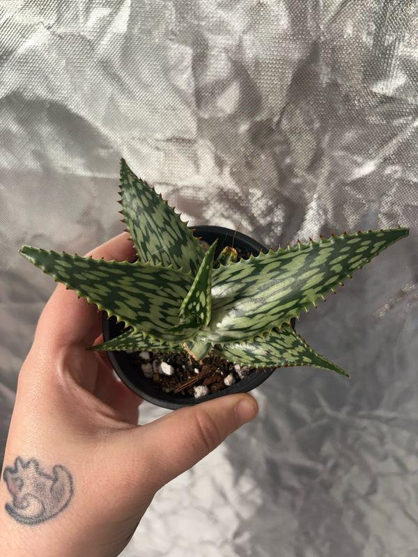Aloe Queen Marowa