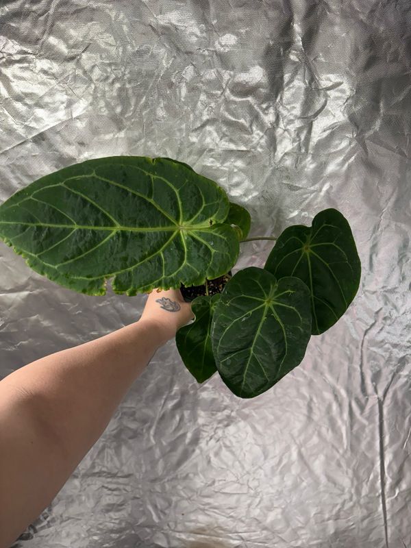 Anthurium Dorayaki Silver Noid