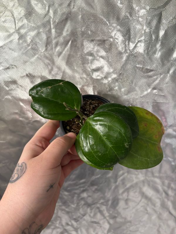 Hoya Latifolia’Sarawak’