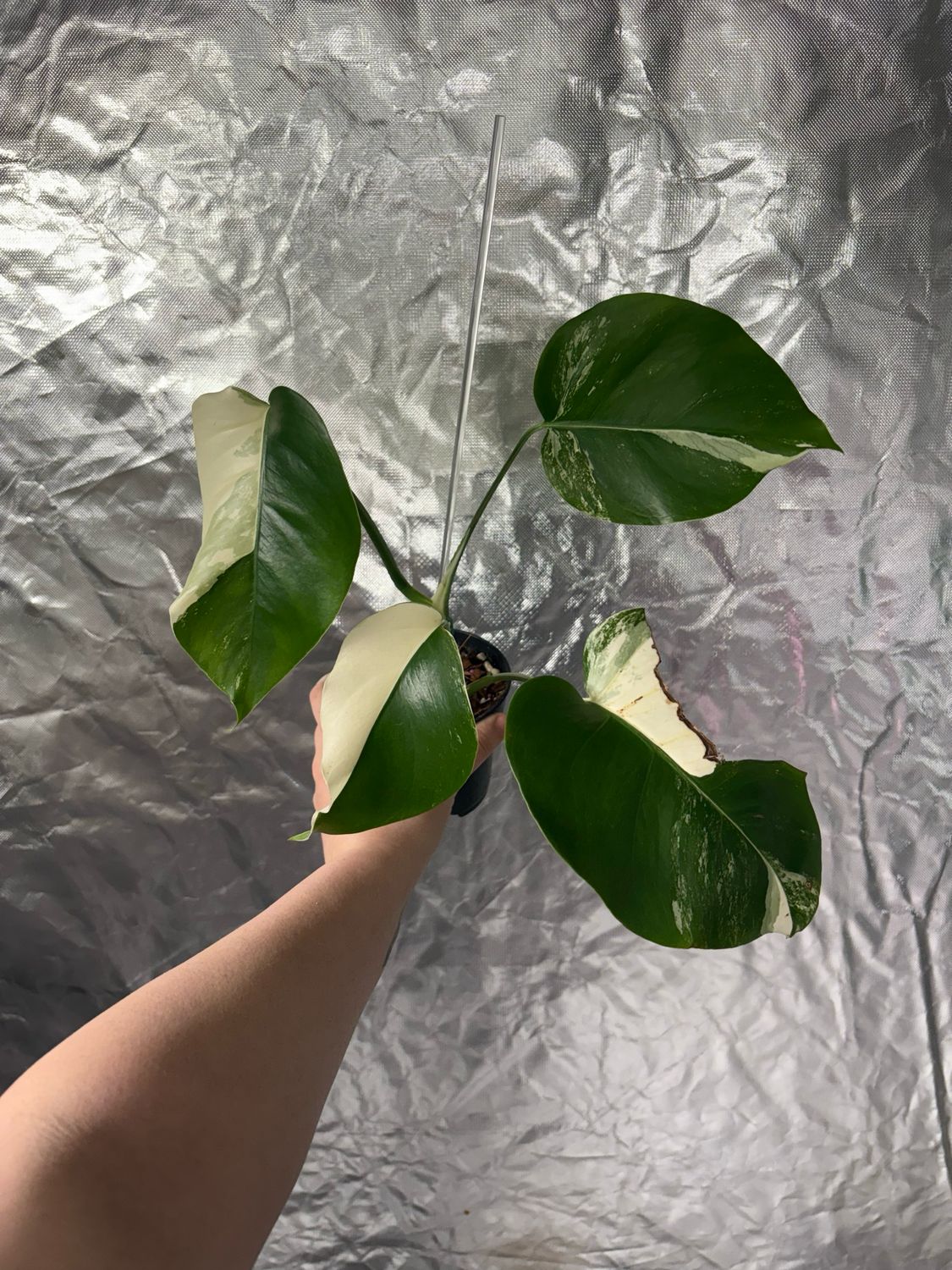 Monstera Albo
