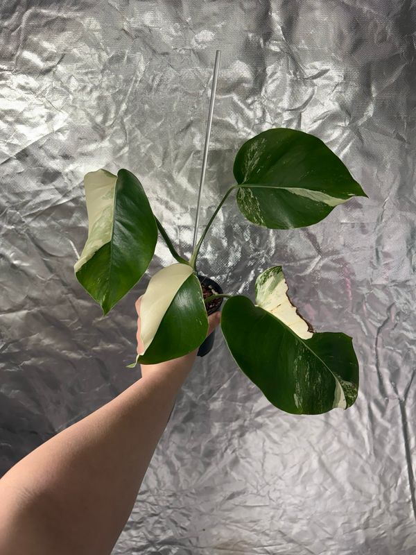 Monstera Albo