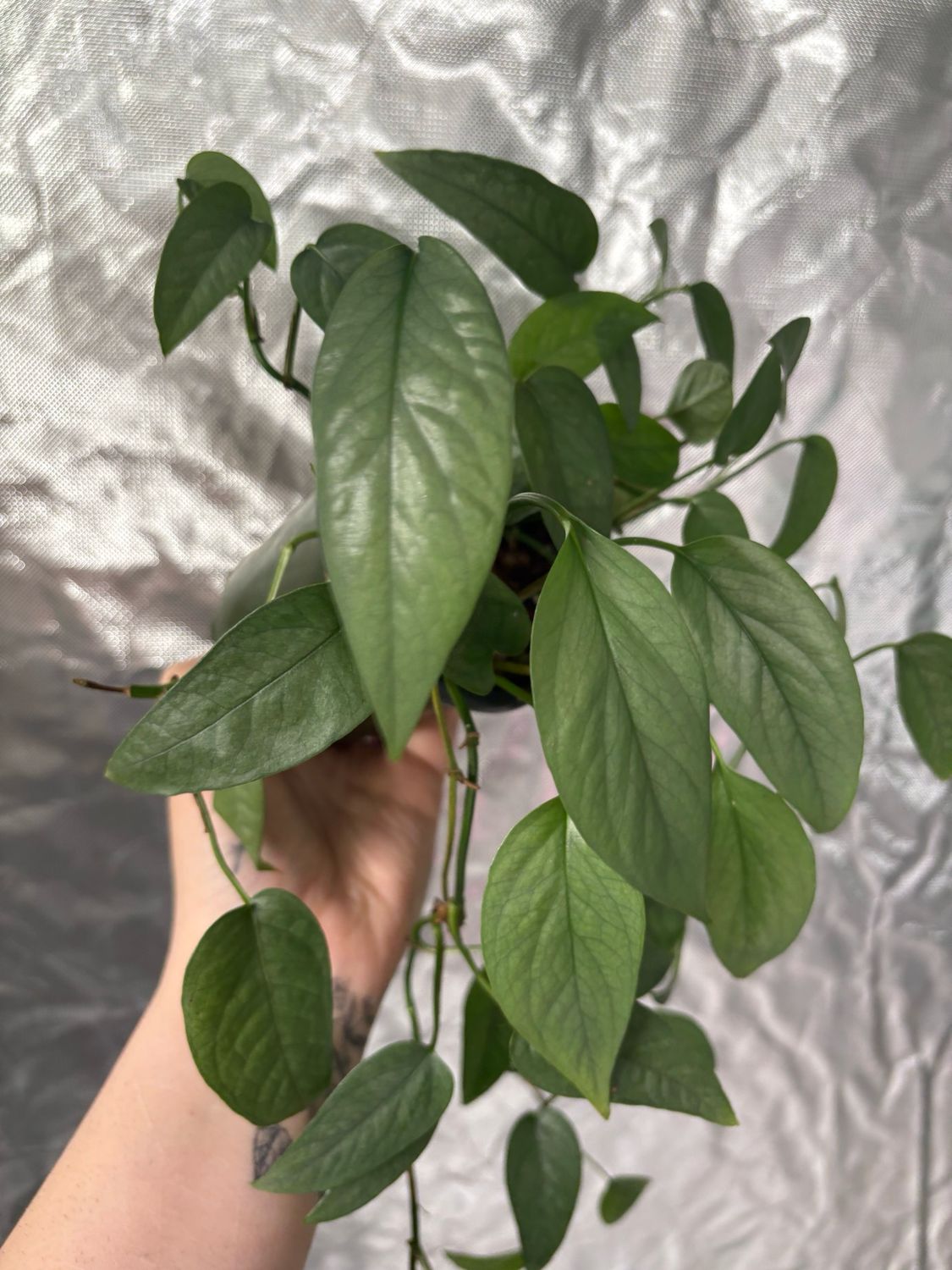 Pothos Cebu Blue