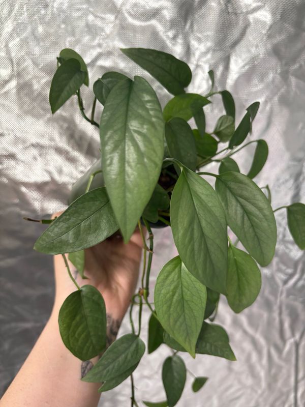 Pothos Cebu Blue