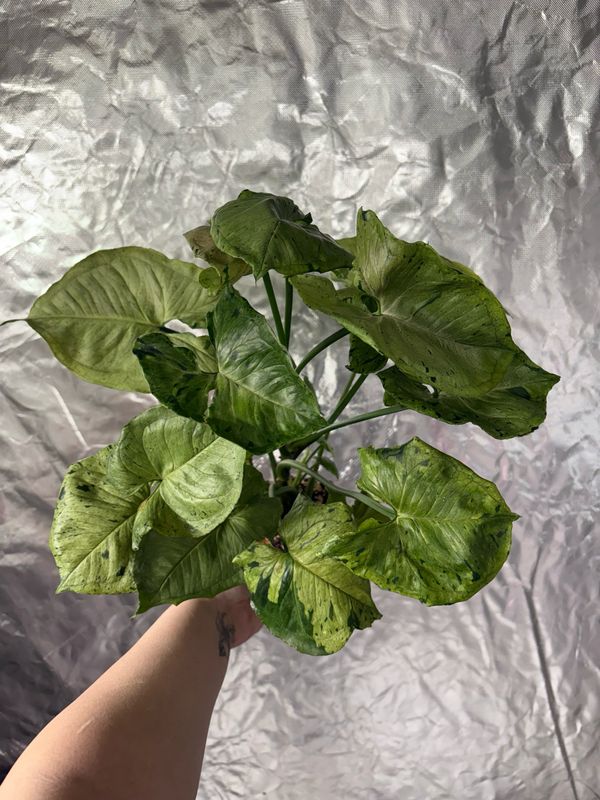 Syngonium Grey Ghost
