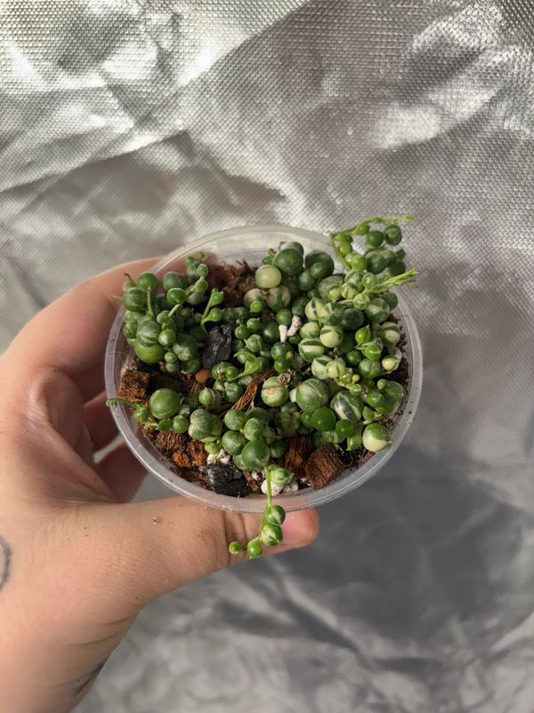 String Of Pearls Variegated