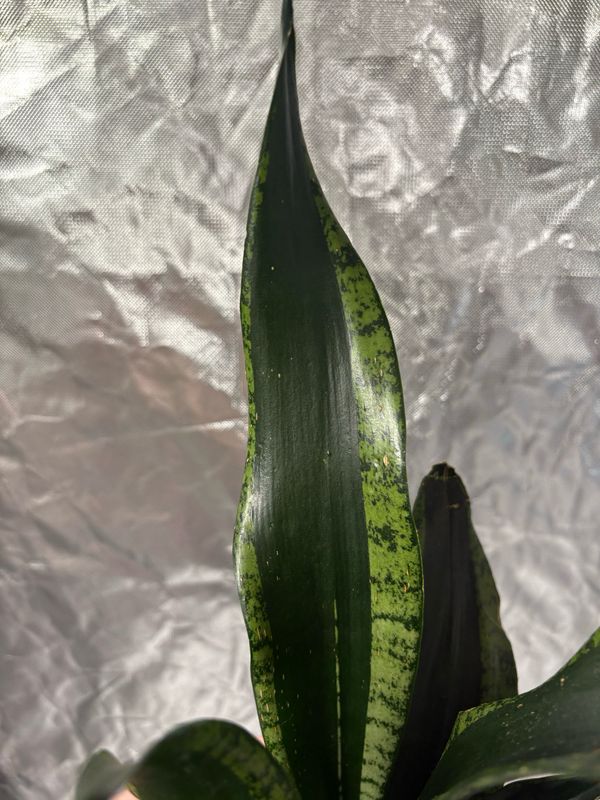 Sansevieria Silver Flame