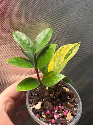 Zz Plant Variegated