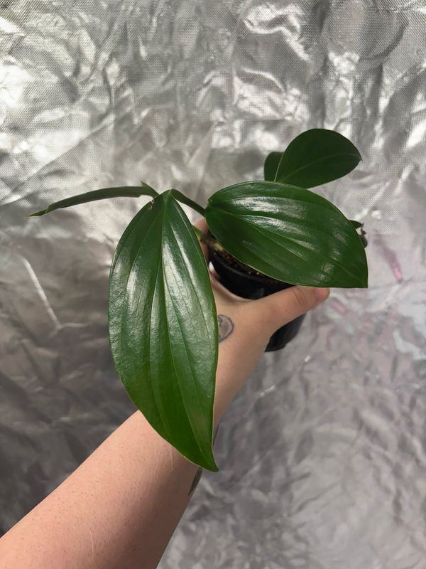 Rhaphidophora Decursiva ‘Dragon Tail’