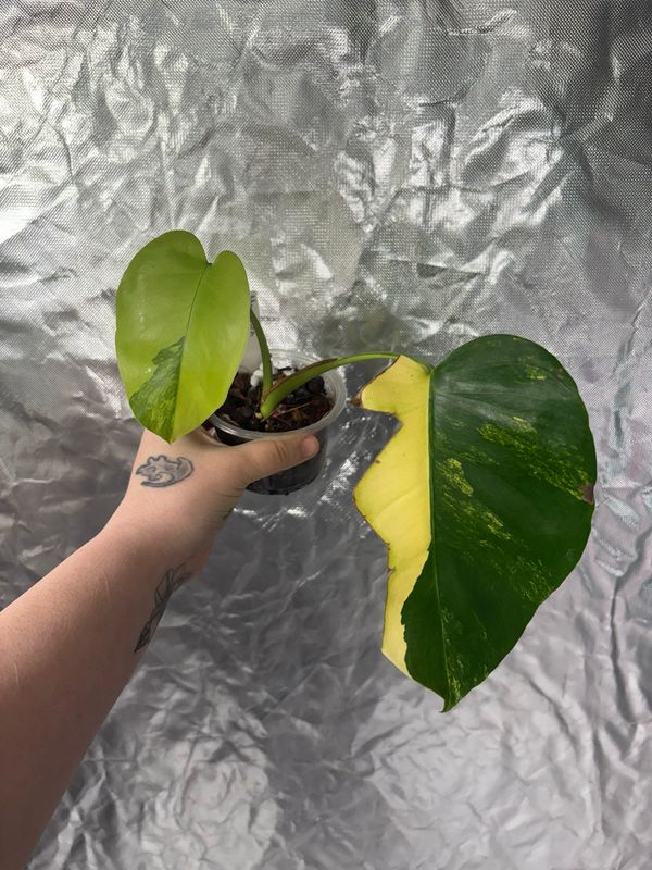 Monstera Aurea