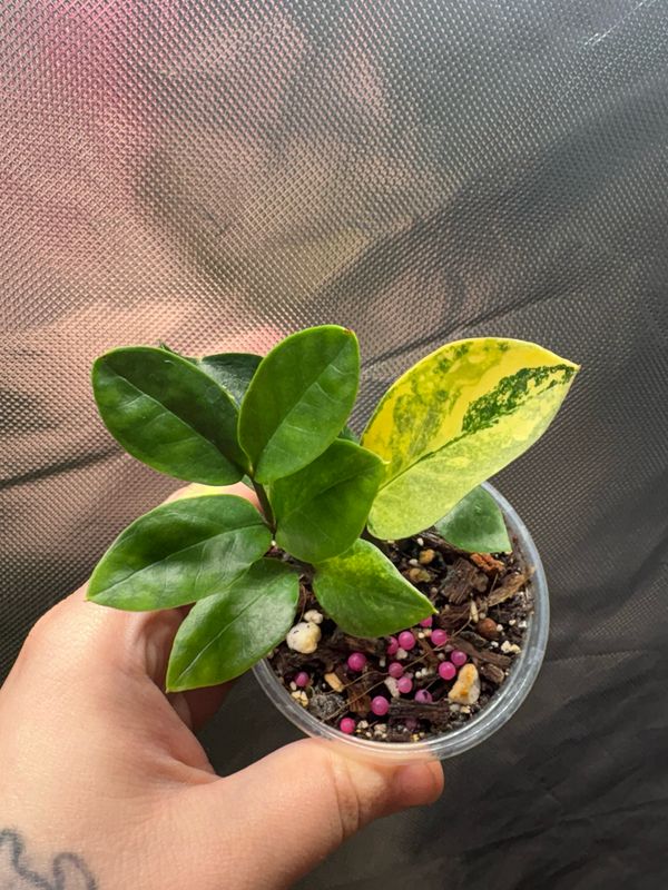 Zz Plant Variegated
