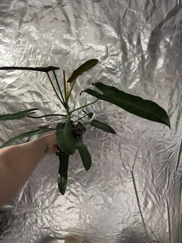 Philodendron Atabapoense