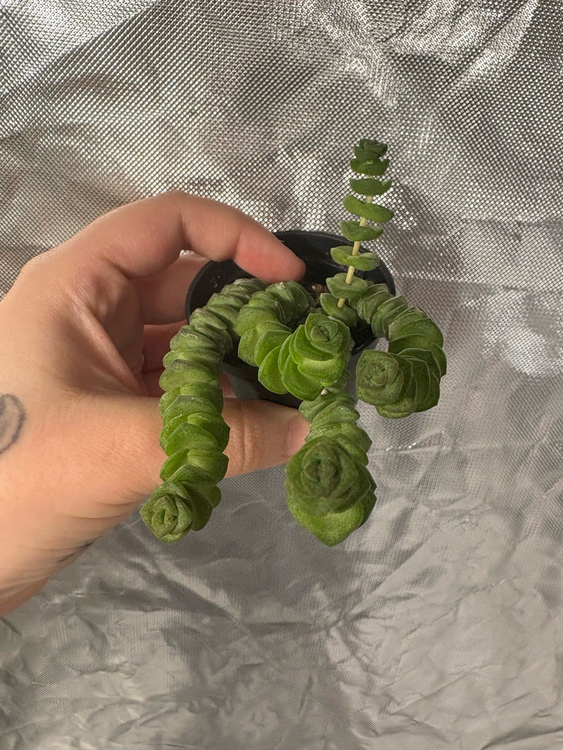 String Of Buttons