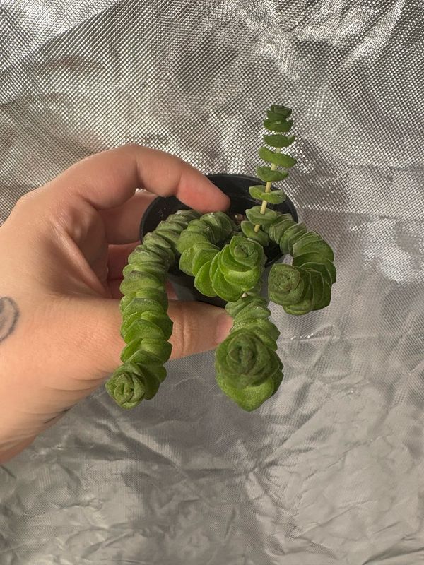 String Of Buttons