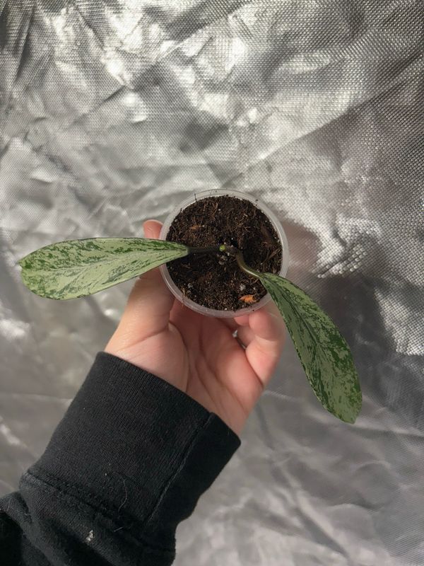 Hoya Publicalyx Pink Silver Ghost