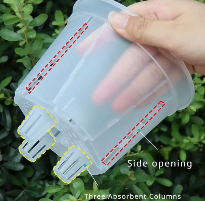 Transparent Aroid Pot