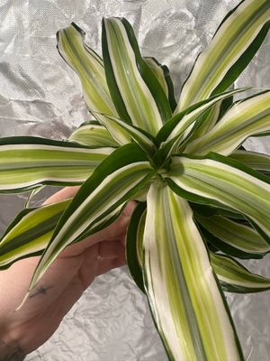 Dracaena Malaika