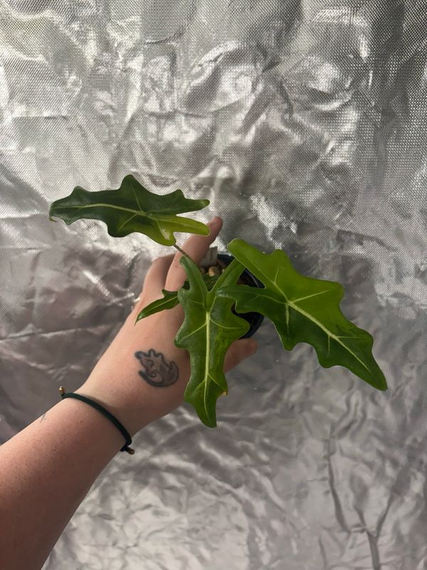 Alocasia Portei Variegated