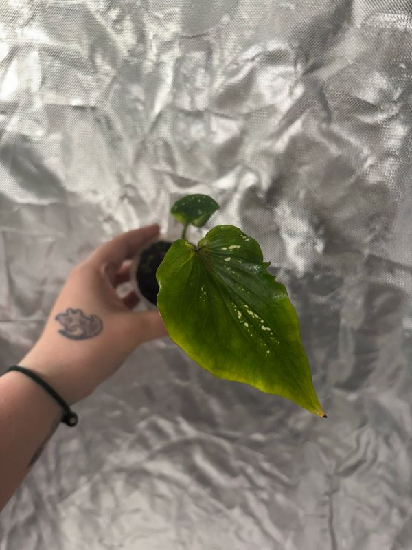 Caladium Thai Beauty