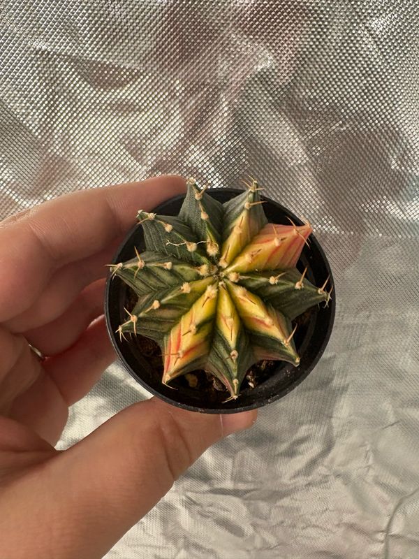 Gymnocalycium Mihanovichii f. Variegated