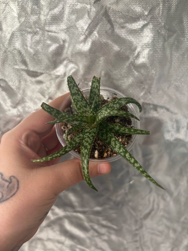 Aloe Jurassic Spider