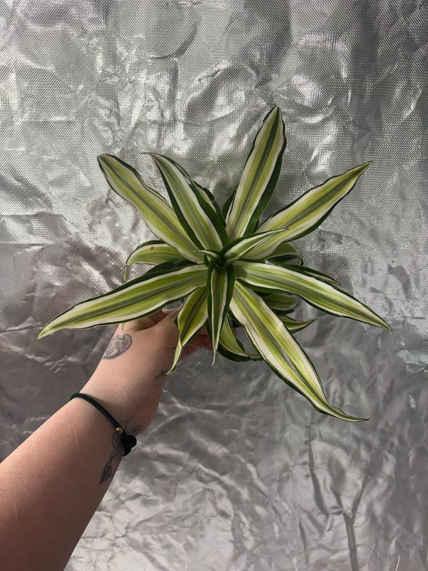 Dracaena Malaika