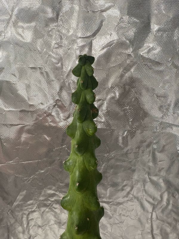 Boobie Cactus