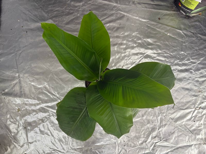 Musa Blood