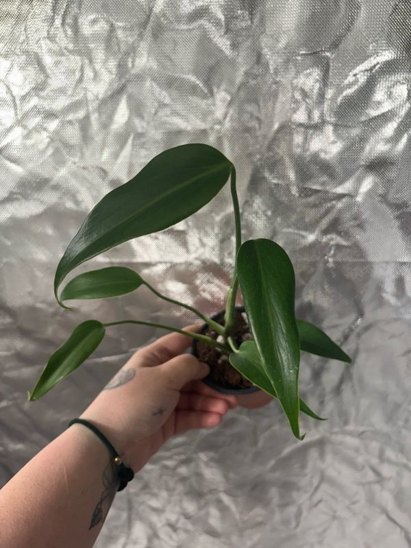 Monstera Burle Marx Flame